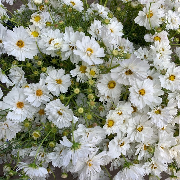 kapwhite